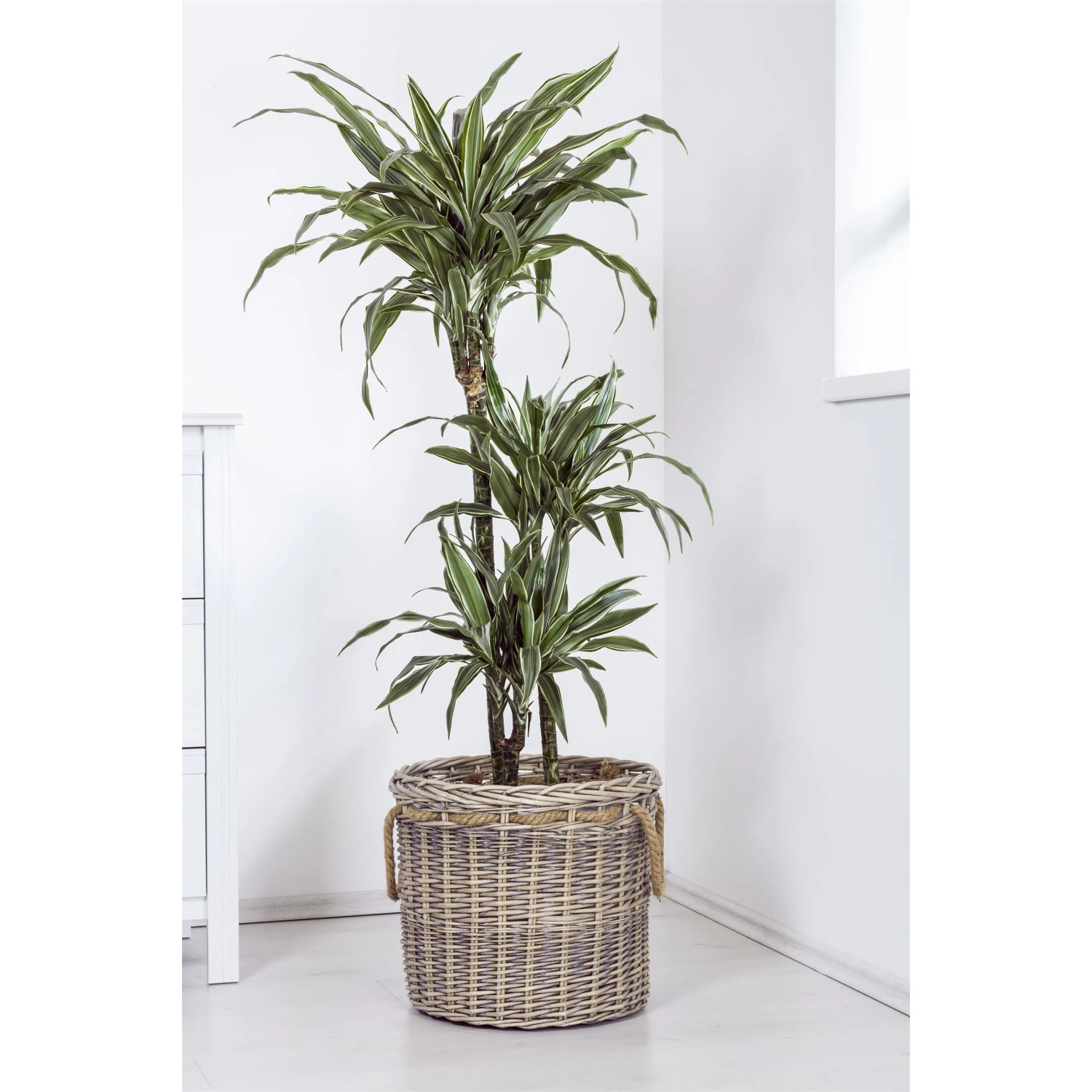 Drachenbaum "Cintho" Hhe 115 - 120 cm Topf- ca. 21 cm Dracaena fragrans  kaufen bei OBI