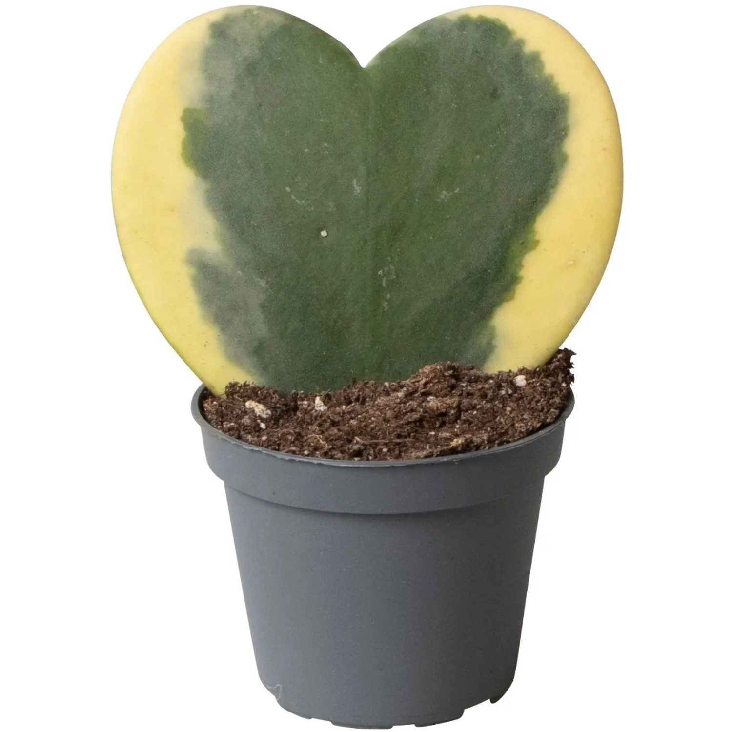 string of hearts variegata kaufen 4