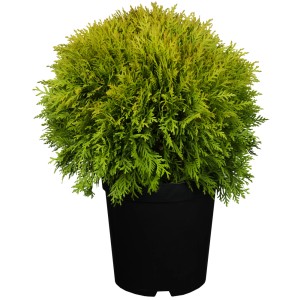 Lebensbaum "Mirjam" Höhe ca. 10 - 20 cm Topf ca. 2 l Thuja
