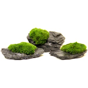 Dennerle Plants Mooskugeln auf Schiefergestein für Aquarien.