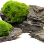 Dennerle Plants Mooskugeln auf Schiefergestein für Aquarien.
