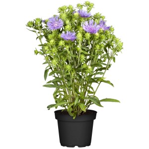 Kornblumenaster 'Mels Blue' im Topf, lavendelblaue Blüten, insektenfreundlich.