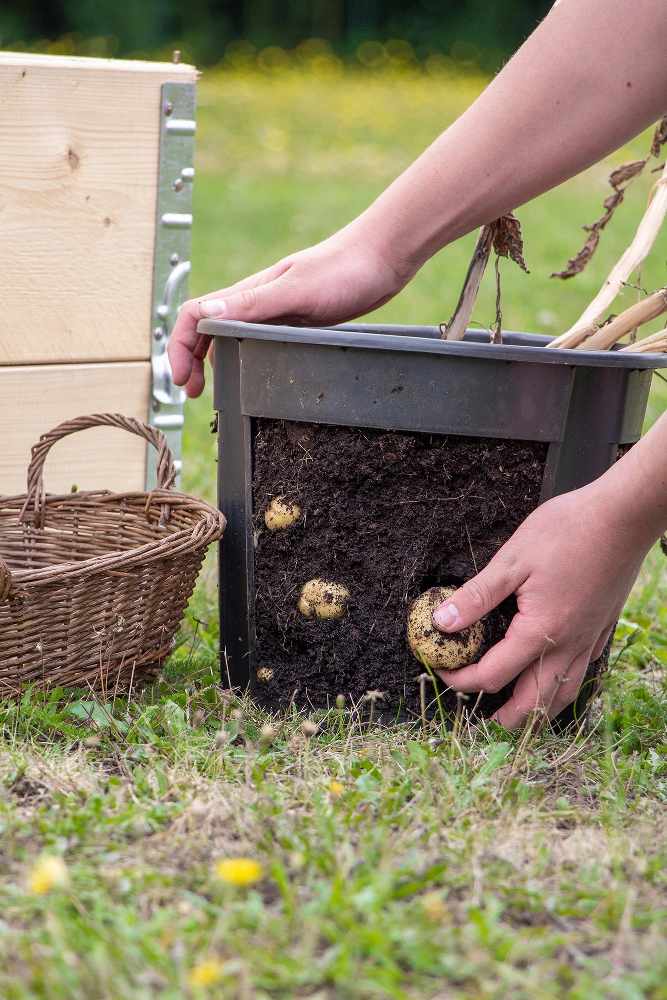 Floragard KartoffelAnzuchttopfSet Potato Pot mit TomatenGemüseerde