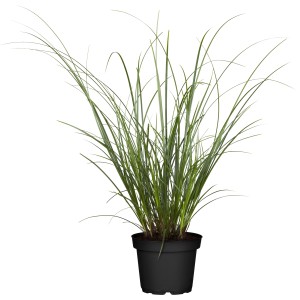 GROW by OBI Segge Topf-Ø ca. 14 cm attraktives Dekogras Carex brunnea