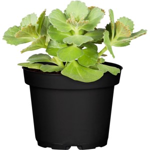 Dackel Abwehr Pflanze (Coleus caninus) im Topf, grüne Stehpflanze für Beet und Kübel.