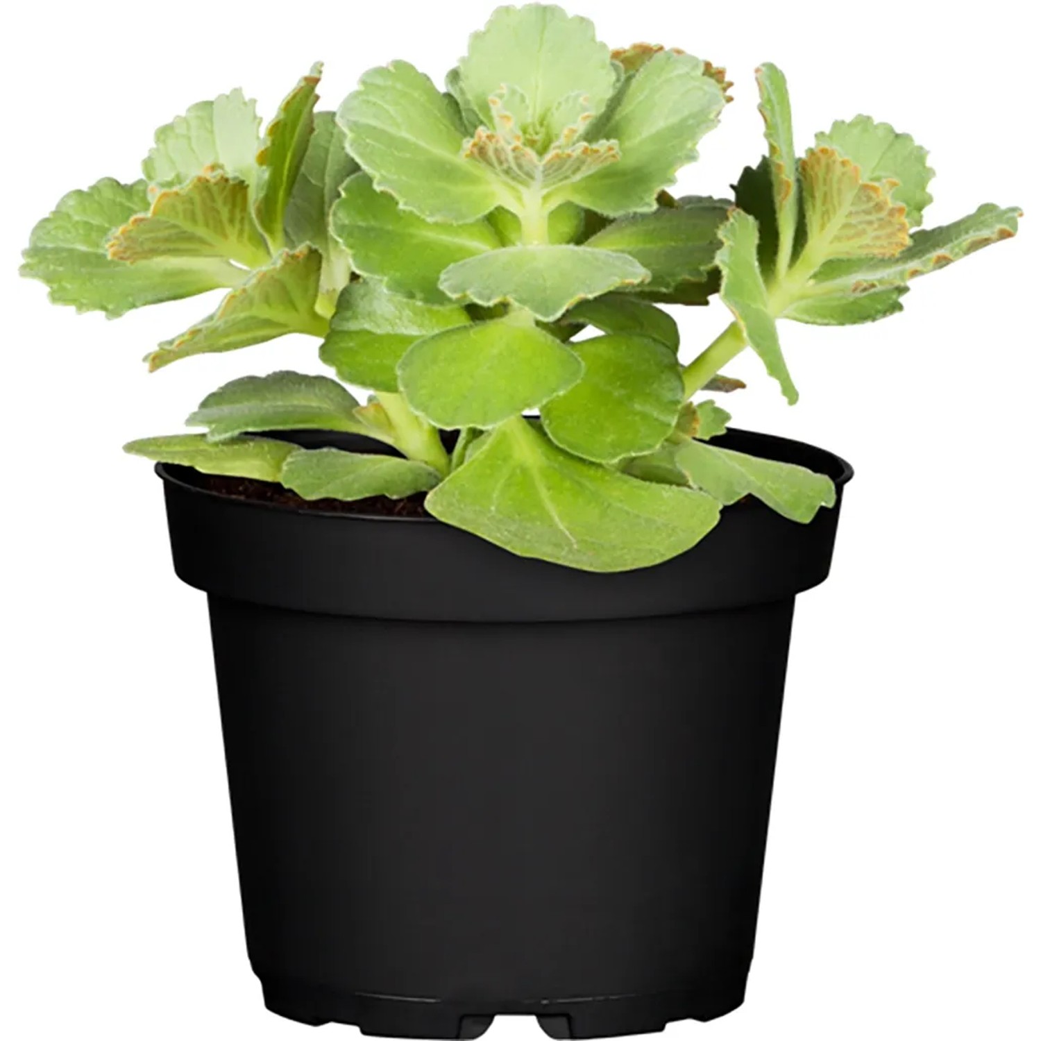 keramik pflanztopf grn Neu ! Blumentopf grn hochglnzend glasiert  ca. 25 cm aus frostfeste  La  Casa