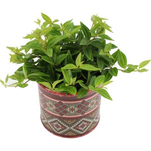Grünpflanze im Topf mit Muster, Topf-Ø ca. 12 cm. Dekorative Zimmerpflanze für ein gutes Raumklima.
