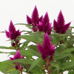 Federbusch-Celosie Deep Purple im Topf, violette Blütenstände und grüne Blätter.