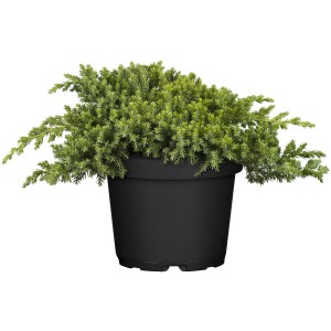 Kriech-Wacholder Nana im 5 l Topf, grüne Bodendecker-Pflanze für Steingärten.