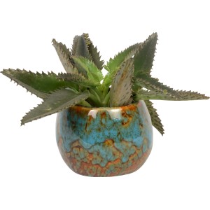 Kleine Sukkulente in Kugelkeramiktopf (Ø 6 cm), Blattschmuckpflanze für sonnige Standorte.