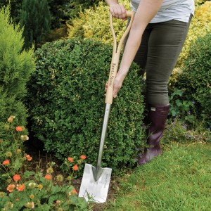 Kent & Stowe Beetspaten im Einsatz: Edelstahlblatt, Eschenholzgriff, ideal für Gartenarbeit.