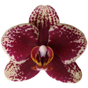 Nahaufnahme einer GROW by OBI Schmetterlingsorchidee Spain mit rot-weiß gefleckten Blüten.