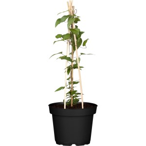 OBI Waldrebe Pyramide Höhe ca. 70 - 80 cm Topf-Ø ca. 18 cm Clematis