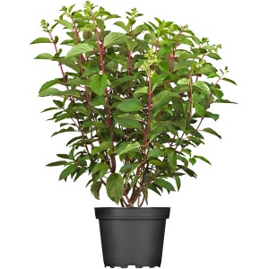 Rispenhortensie "Pinky Winky"  Höhe ca. 60 - 80 cm Topf ca. 10 l Hydrangea