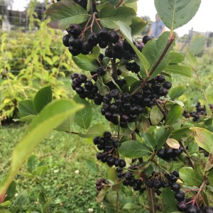 Filzige Apfelbeere (Aronia) mit reifen, dunklen Beeren an einem Strauch.