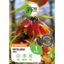 Verpackung der roten Kaiserkrone Rubra (Fritillaria imperialis) von GROW by OBI, Blumenzwiebel für sonnige Standorte.