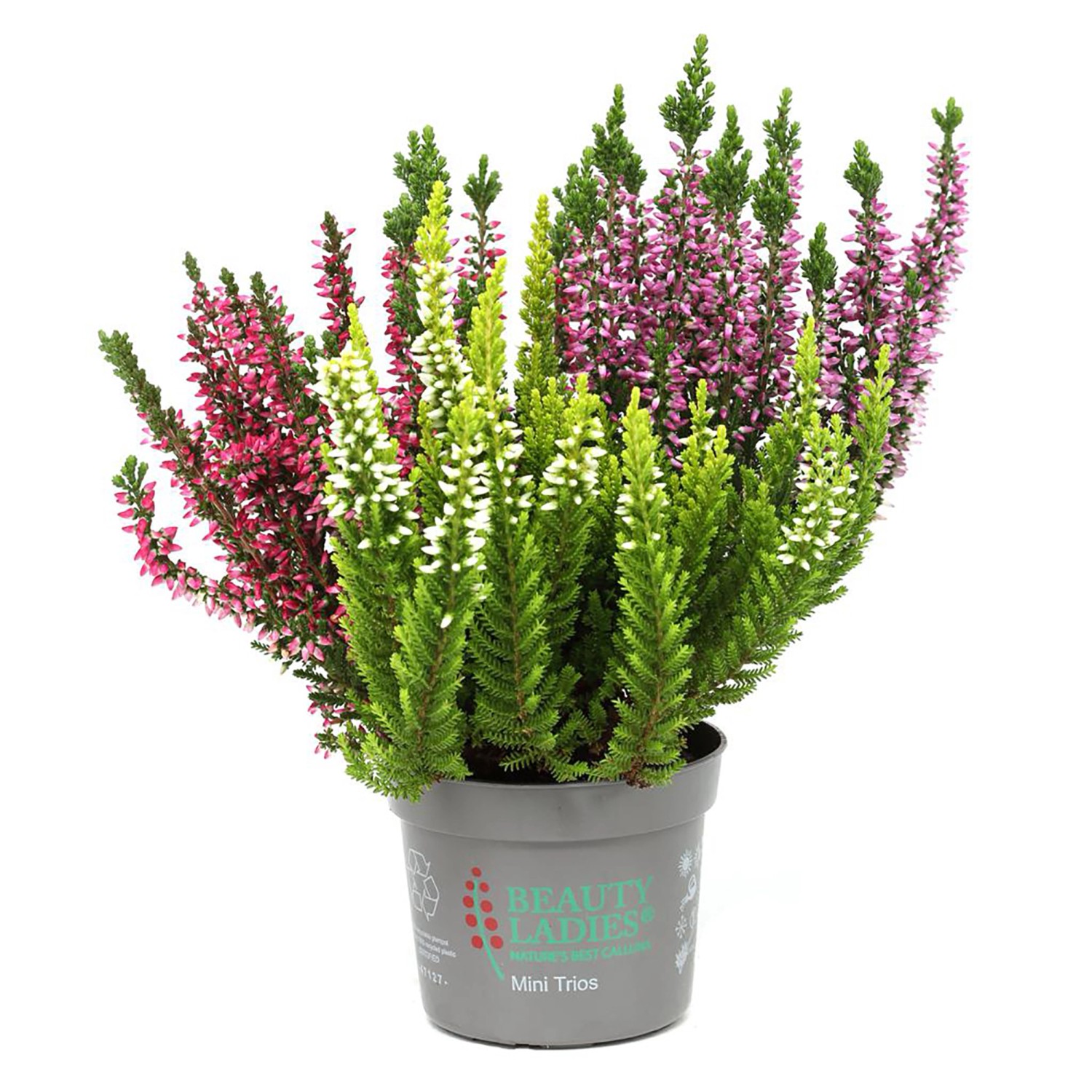 39+ Calluna Vulgaris Im Topf, Von juli bis oktober erfreut sie mit
