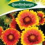 Quedlinburger Kokardenblume, großblumige Prachtmischung für Beet und Rabatte.