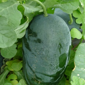 Blu Bio Wassermelone (Citrullus lanatus) im Topf, dunkelgrüne Schale, umgeben von Blättern.