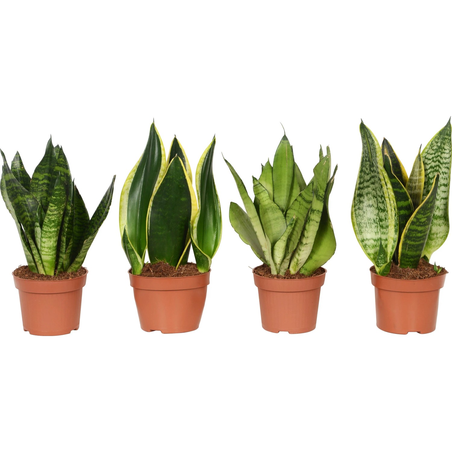 Bogenhanf Topf- ca. 12 cm (Sanseveria trifasciata) kaufen bei OBI