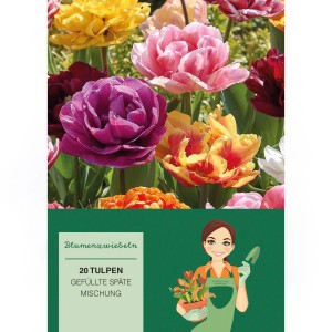 Gefüllte Tulpen Späte Mischung, verschiedene Farben. Blumenzwiebeln für farbenfrohe Beete im Frühling.