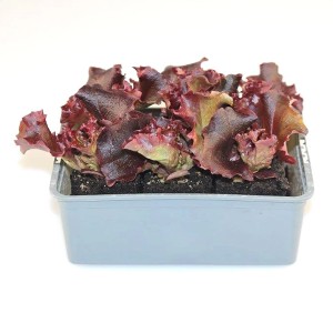 6er Schale Pflücksalat Lollo Rosso von GROW by OBI mit rotbraunen, gekrausten Blättern.