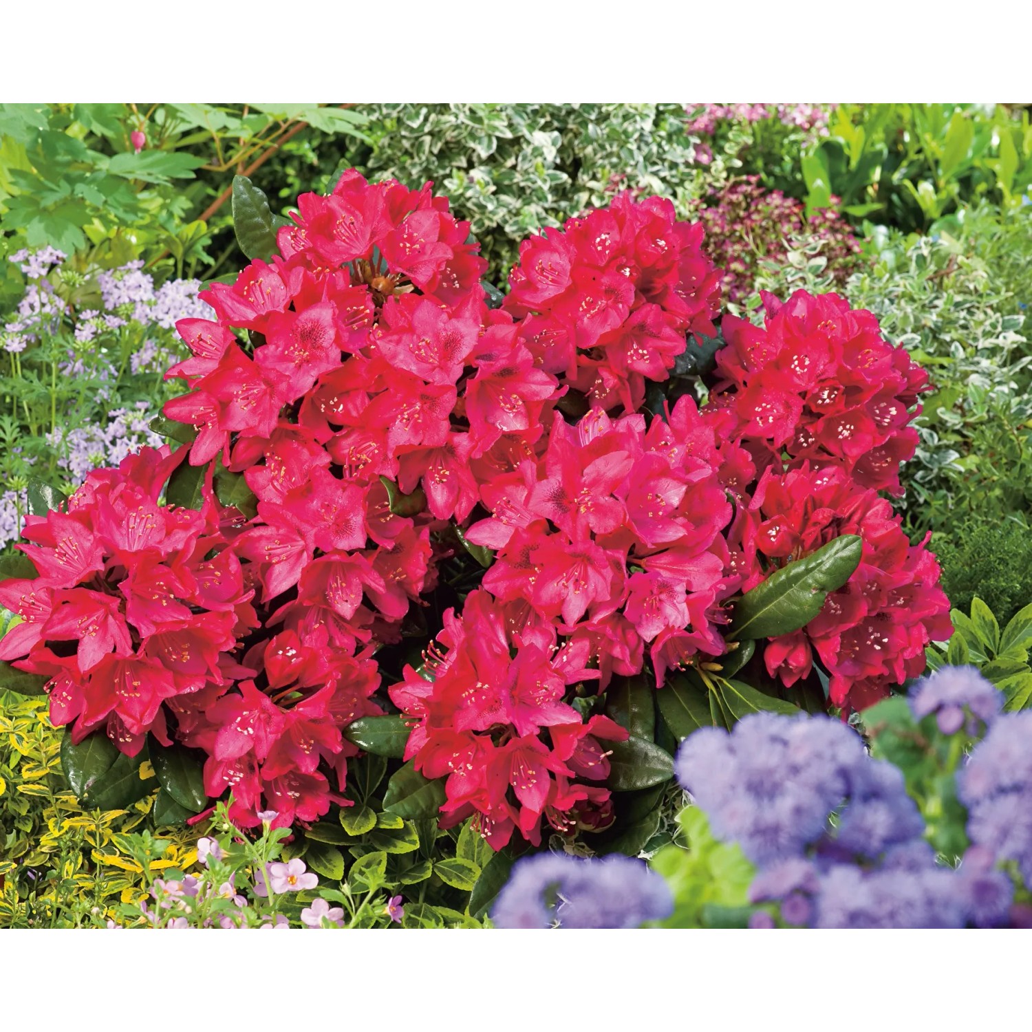 OBI Rhododendron "Nova Zembla" Rot Hhe ca. 50-60 cm Topf ca. 7,5 l  Rhododendron kaufen bei OBI