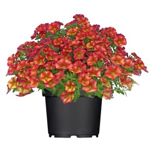Mehrfarbiges Zauberglöckchen Bakari im Topf, ca. 20 cm hoch. Sommerblume für Balkon und Beet.