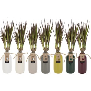 Drachenbaum (Dracaena marginata) in Vasen in sieben Farben, Topfgröße ca. 6 cm.