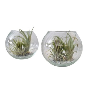Tillandsien-Arrangement im Glas-Gefäß, Topf-Ø ca. 12 cm, zwei Glaskugeln mit Luftpflanzen und Steinen.