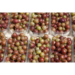 Rote GROW by OBI Bio Stachelbeere Captivator im Topf, ideal zum Frischverzehr.