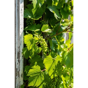 Weinrebe (Vitis vinifera) mit grünen Blättern und Trauben am Stamm. Kübelpflanze für sonnigen Standort.
