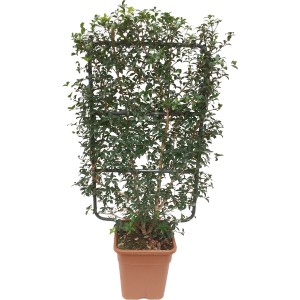 Duftblüte im Topf, ca. 90cm hoch, mit Rankhilfe. Immergrünes Stämmchen für Garten und Terrasse.