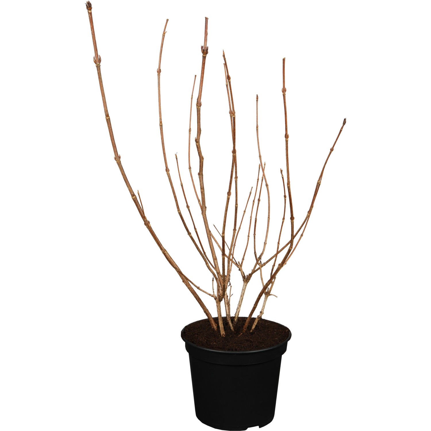 OBI Weigelie "Red Prince" Rot Höhe ca. 50 60 cm Topf ca. 3 l Weigelia