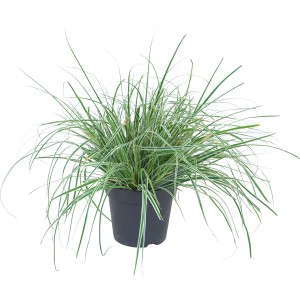 GROW by OBI Segge Everest im Topf, Ziergras mit grün-weißen Blättern.