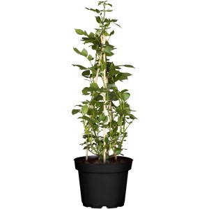 Junge, weiße Kletterrose im Topf mit Rankhilfe. Ideal für Garten, Balkon und Terrasse.