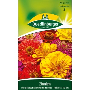 Quedlinburger Zinnien Dahlienblütige Prachtmischung, Blumensamen für farbenfrohe Beete und Rabatten.