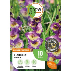 Verpackung GROW by OBI Gladiole Gladiolus grandifl. Dynamite, lila-gelbe Blüte.