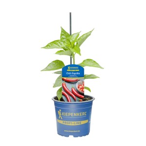 Kiepenkerl Chili-Paprika Carla® Rot im Topf, eine ertragreiche, scharfe Sorte Fruchtgemüse.