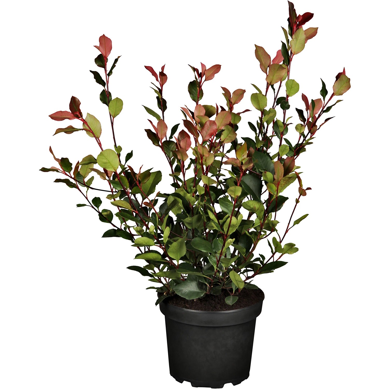 glanzmispel red robin 150 cm obi