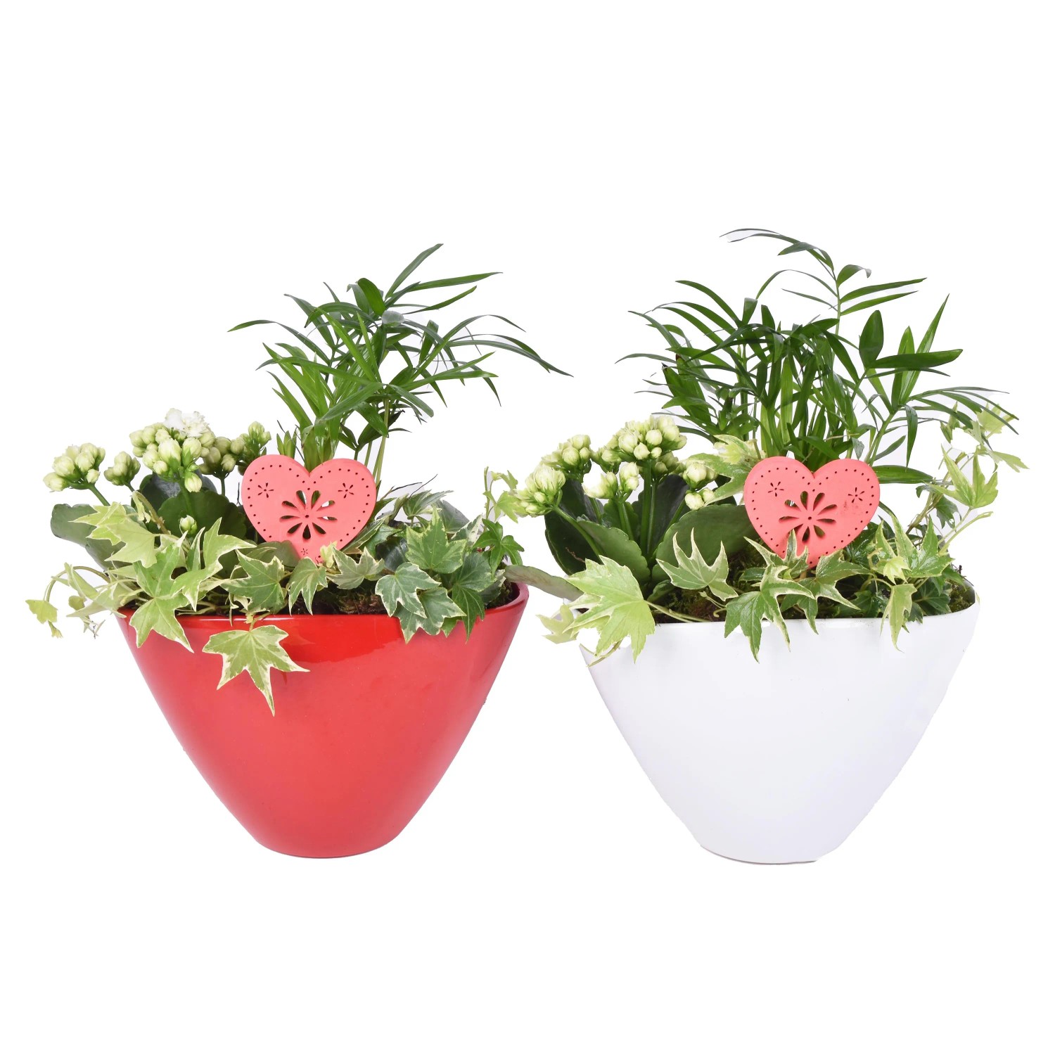 Zimmerpflanzen-Arrangement im Keramik-Gef Topf- ca. 16 cm kaufen bei OBI
