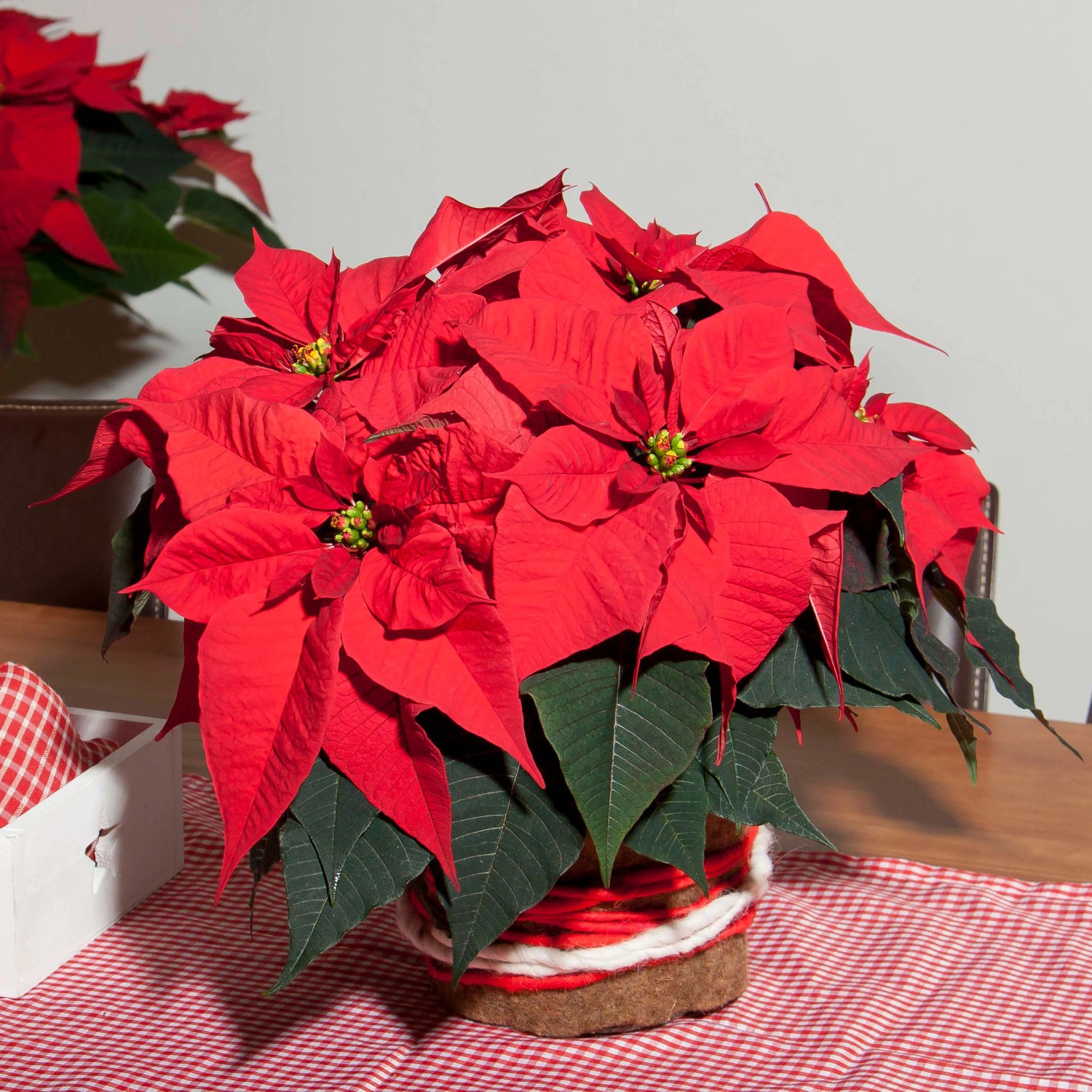 GROW by OBI Weihnachtsstern mit 5-7 Brakteen Rot Topf- ca. 13 cm kaufen  bei OBI