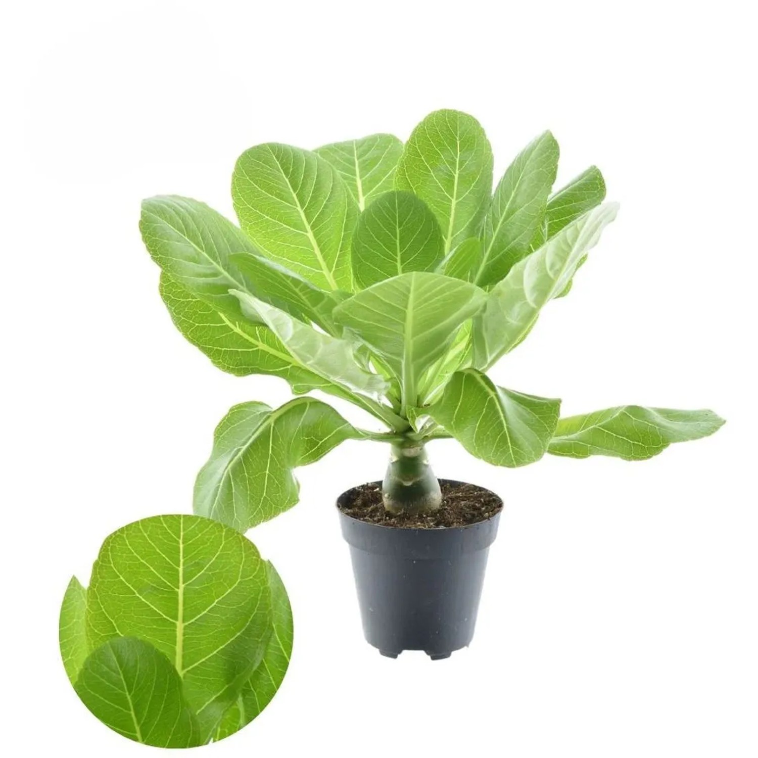 GROW by OBI Vulkanpalme Topf- ca. 12 cm Brighamia insignis kaufen bei OBI