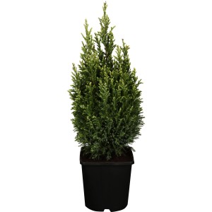 Gartenzypresse Snow White im Topf, weiße Spitzen, ca. 20-30 cm hoch.