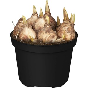 Frühlingserwachen Set: Narzissen, Traubenhyazinthen und Hyazinthen im schwarzen Topf.