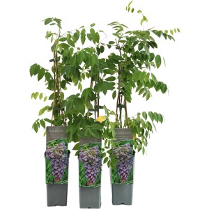 Amerikanischer Blauregen Longwood Purple im Topf, ca. 40-60cm hoch.
