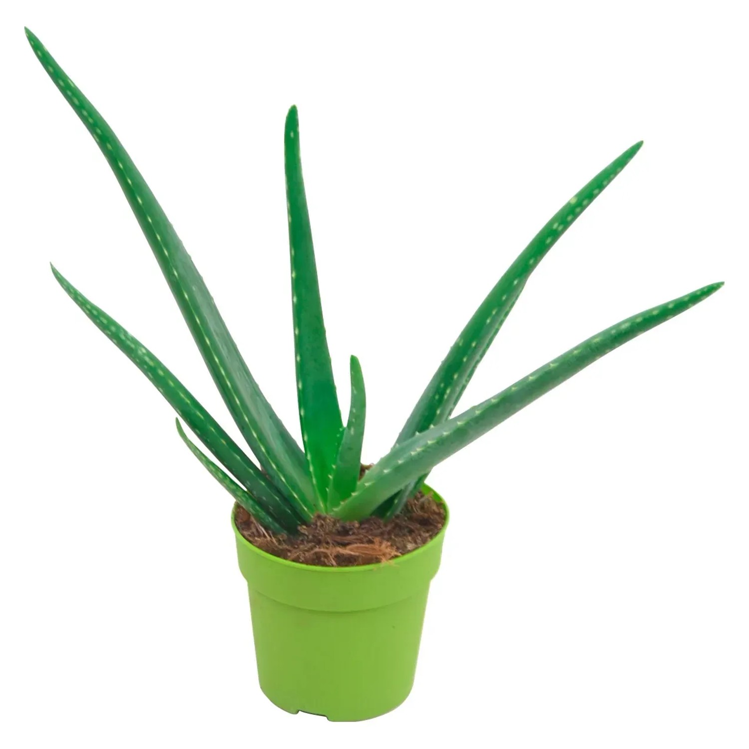 Aloe vera Hhe ca. 15 - 20 cm Topf- ca. 12 cm kaufen bei OBI