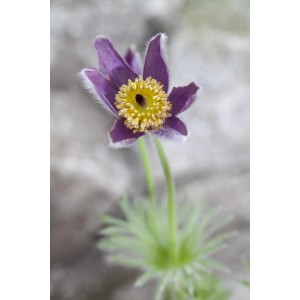 Nahaufnahme einer violetten Kuhschelle (Pulsatilla) im Topf, geeignet für Steingärten.
