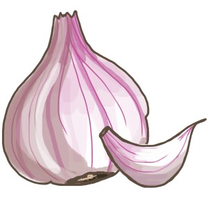Illustration: Echter Knoblauch (Allium sativum) mit Zehe im Topf, vielseitiges Küchenkraut.