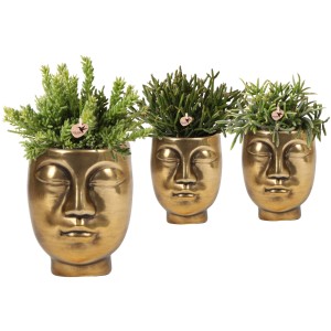 Korallenkaktus Rhipsalis, dreifach sortiert, im goldenen Keramiktopf (Ø 9cm).